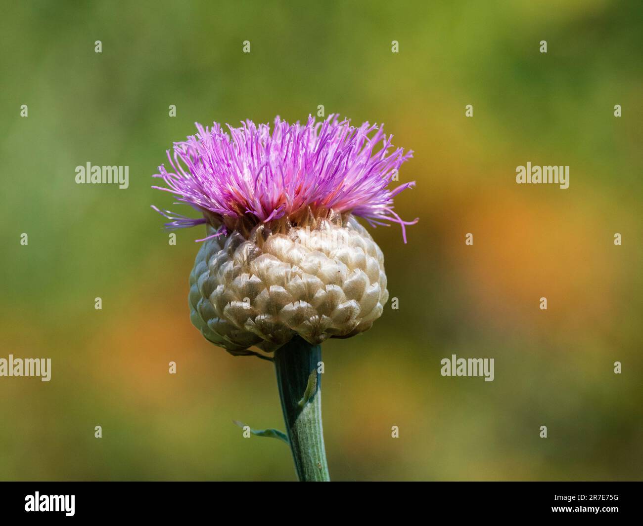 Rose, chardon comme fleur du centaurée géant, Rhaponticum centauroides (Stemmacantha centaureiodes) Banque D'Images