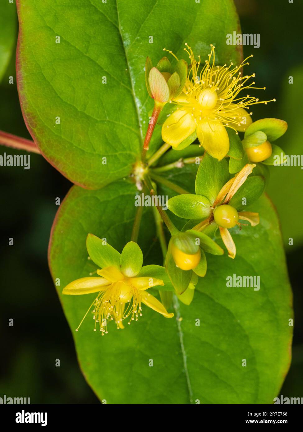 Les fleurs jaunes et les baies en développement de l'arbusteur tutsan originaire du Royaume-Uni, Hypericum androsaemum, sont souvent cultivées comme une plante de jardin Banque D'Images Les fleurs jaunes et les baies en développement de l'arbusteur tutsan originaire du Royaume-Uni, Hypericum androsaemum, sont souvent cultivées comme une plante de jardin Banque D'Images