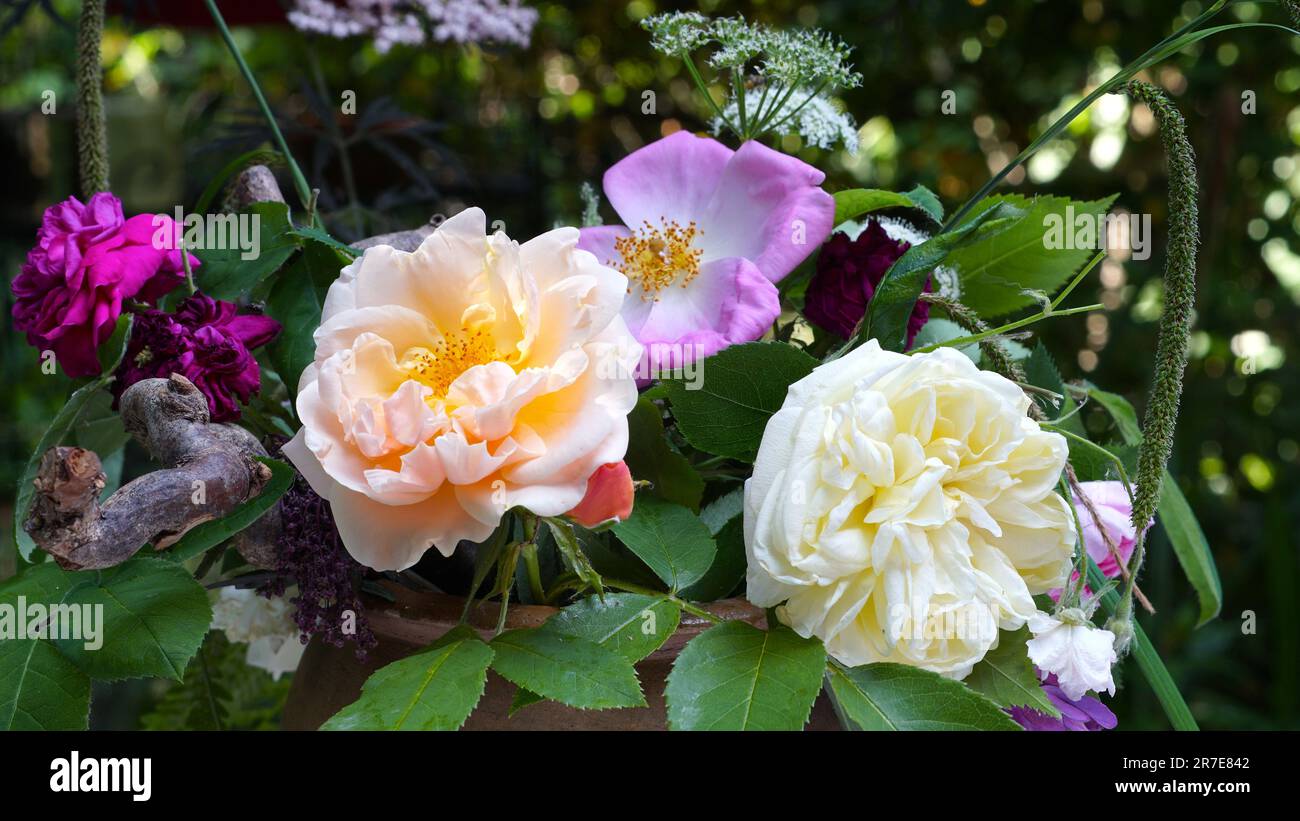 Un bouquet de différentes roses du jardin. Banque D'Images