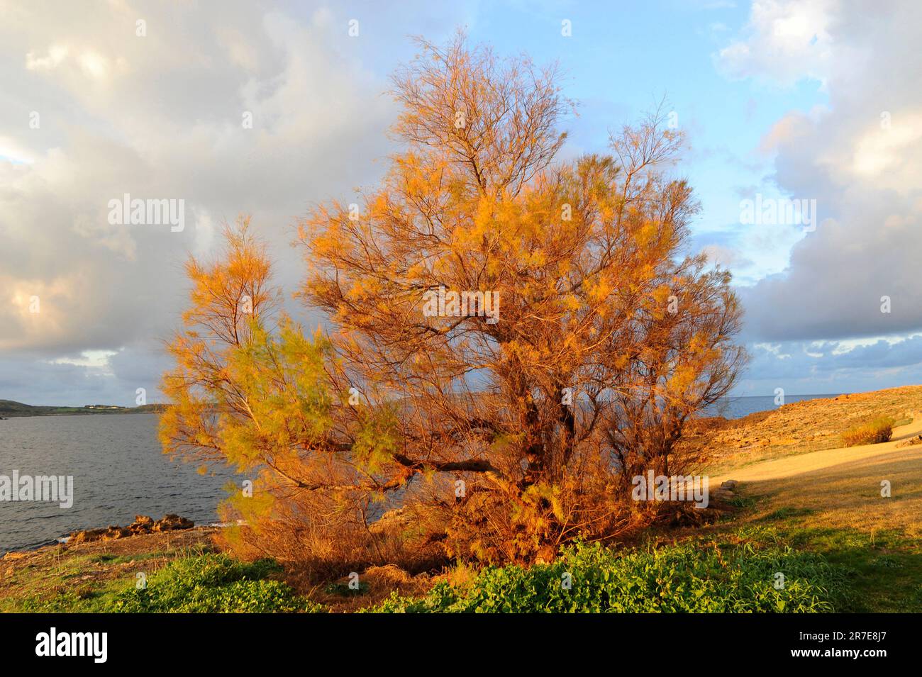 Le Tamarisk ou le cèdre du sel (Tamarix africana) est un buisson ou un petit arbre avec des feuilles semblables à celles d'une échelle. Il tolère bien le sel. Famille des tamaricaceae. Cette photo était Banque D'Images