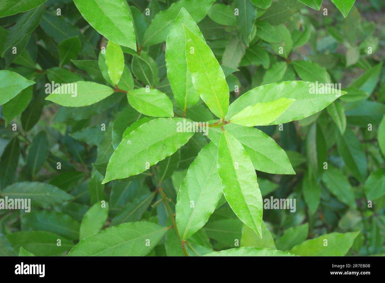 Nouvelles feuilles sur un arbre de baie, Laurus nobilis, dans un jardin, Szigethalom, Hongrie Banque D'Images
