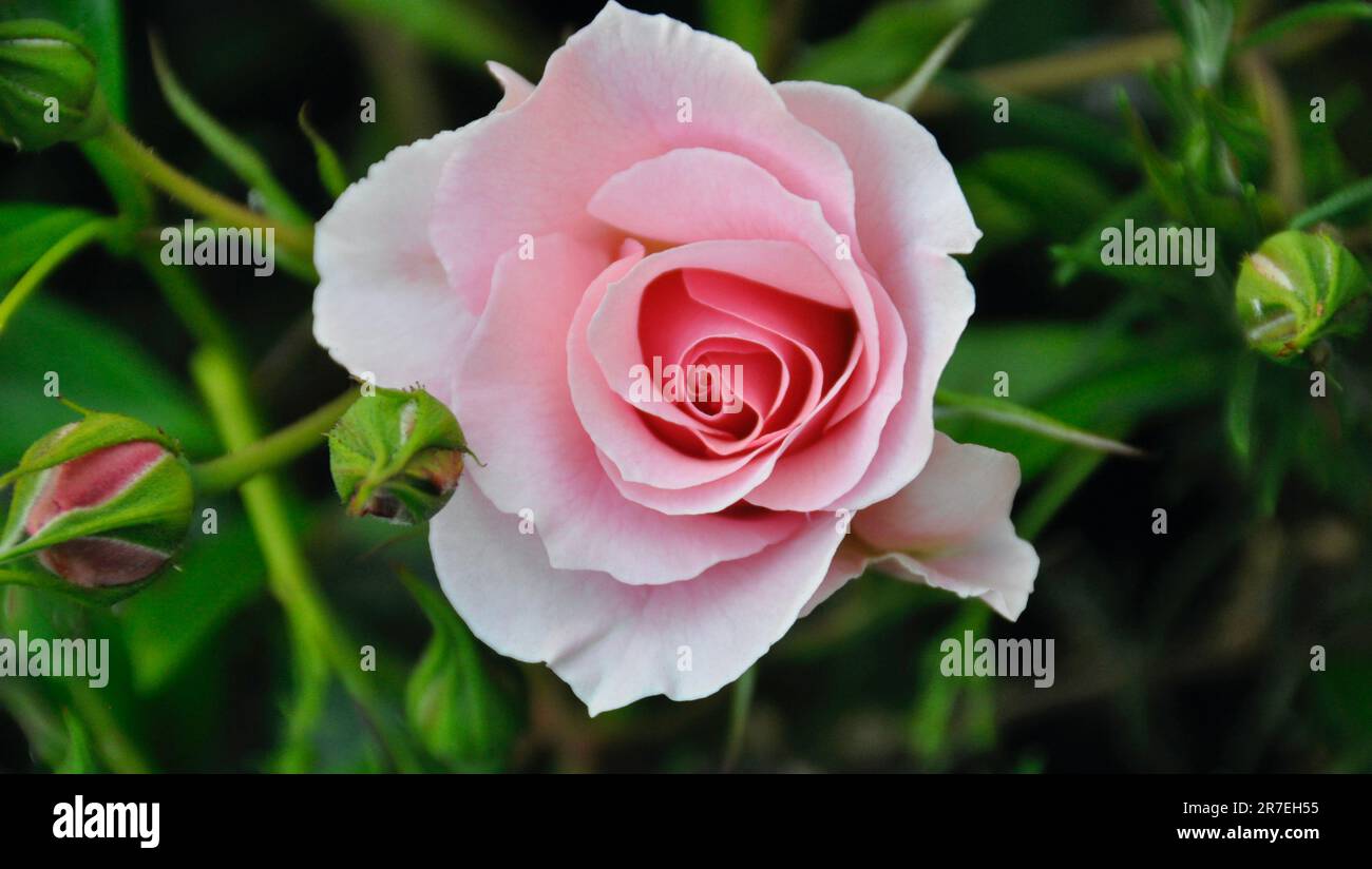 Bonne retraite Floribunda Rose Bush Banque D'Images