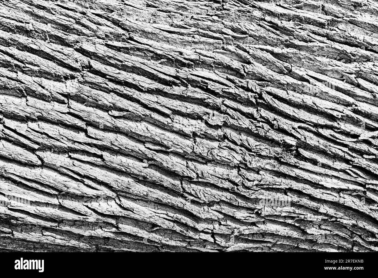 Matériau granulaire, bois massif avec une surface structurelle pour les textures de conception. Meuler le panneau avec un revêtement rugueux Banque D'Images