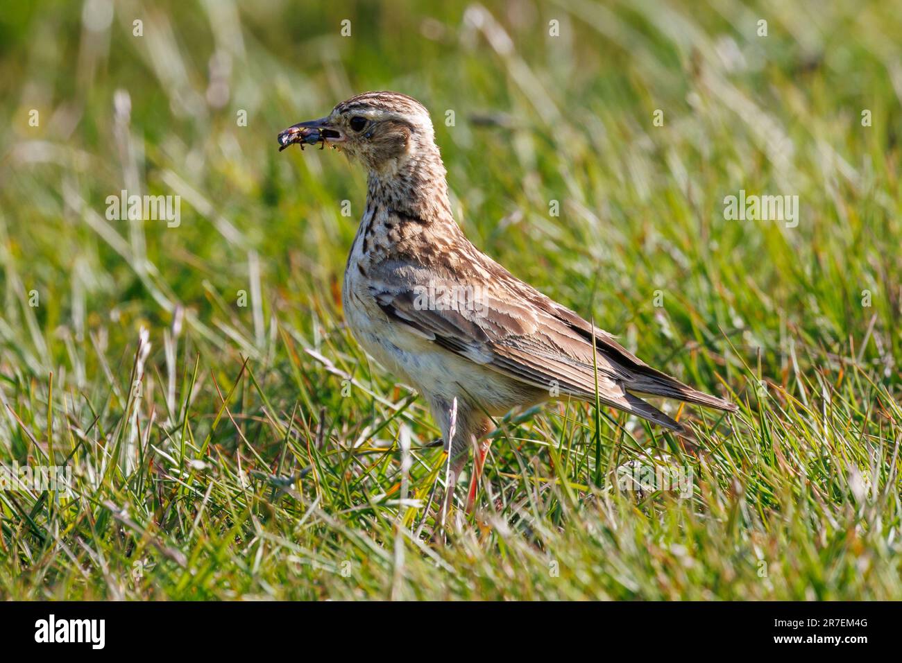 Woodlark, Lullula arborea, avec une bouchée d'insectes, Sussex, Royaume-Uni Banque D'Images Woodlark, Lullula arborea, avec une bouchée d'insectes, Sussex, Royaume-Uni Banque D'Images