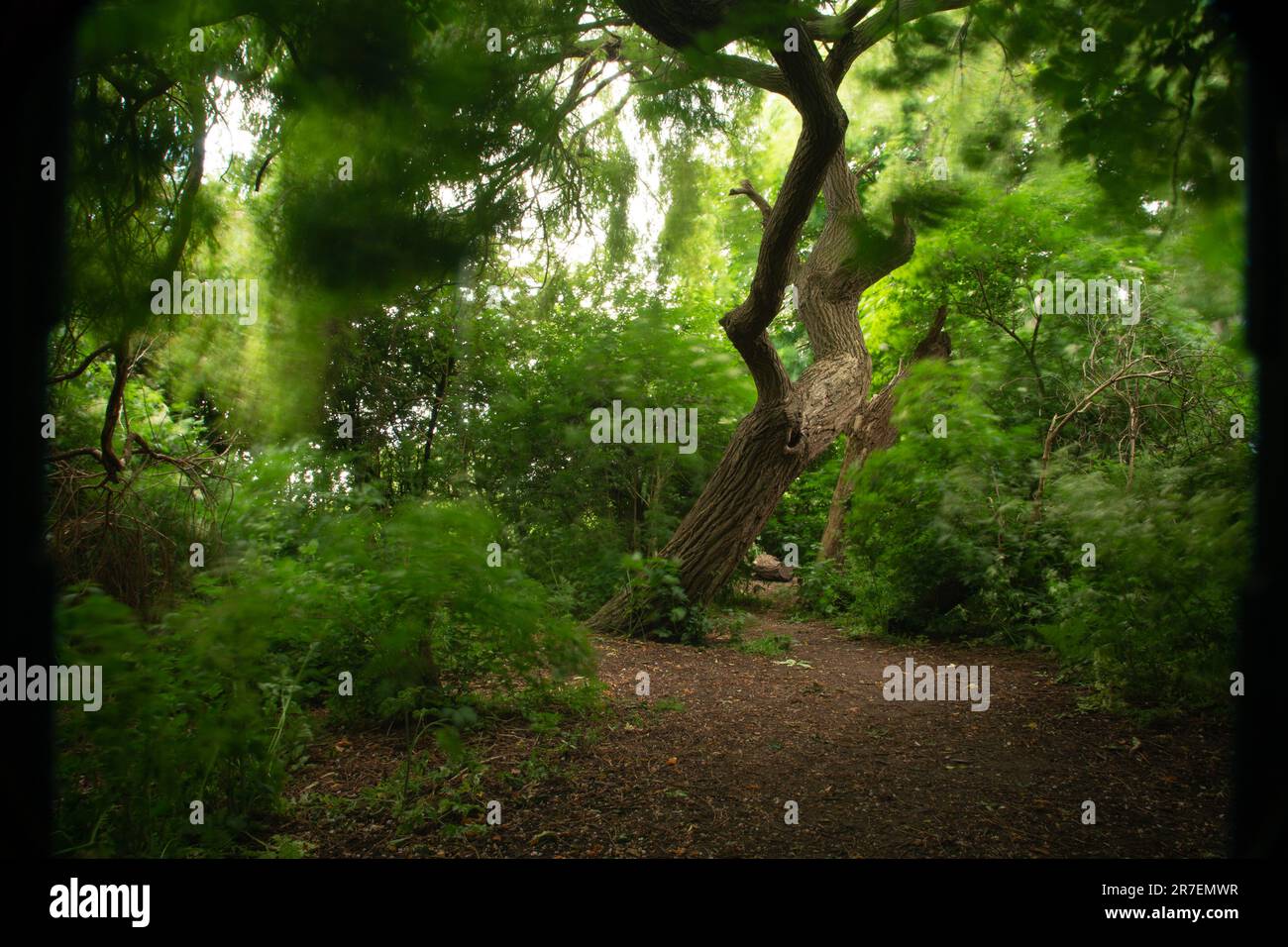 Un vieux arbre torsadé se tient dans une bosquet comme les feuilles tout autour et soufflés à et fro. Cette décision a été prise sur Walthamstow Marshes dans le nord-est de Londres Banque D'Images