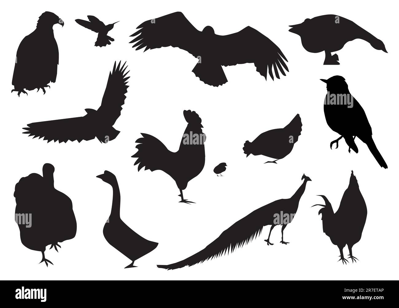 illustration vectorielle d'une silhouette d'oiseaux différente Illustration de Vecteur