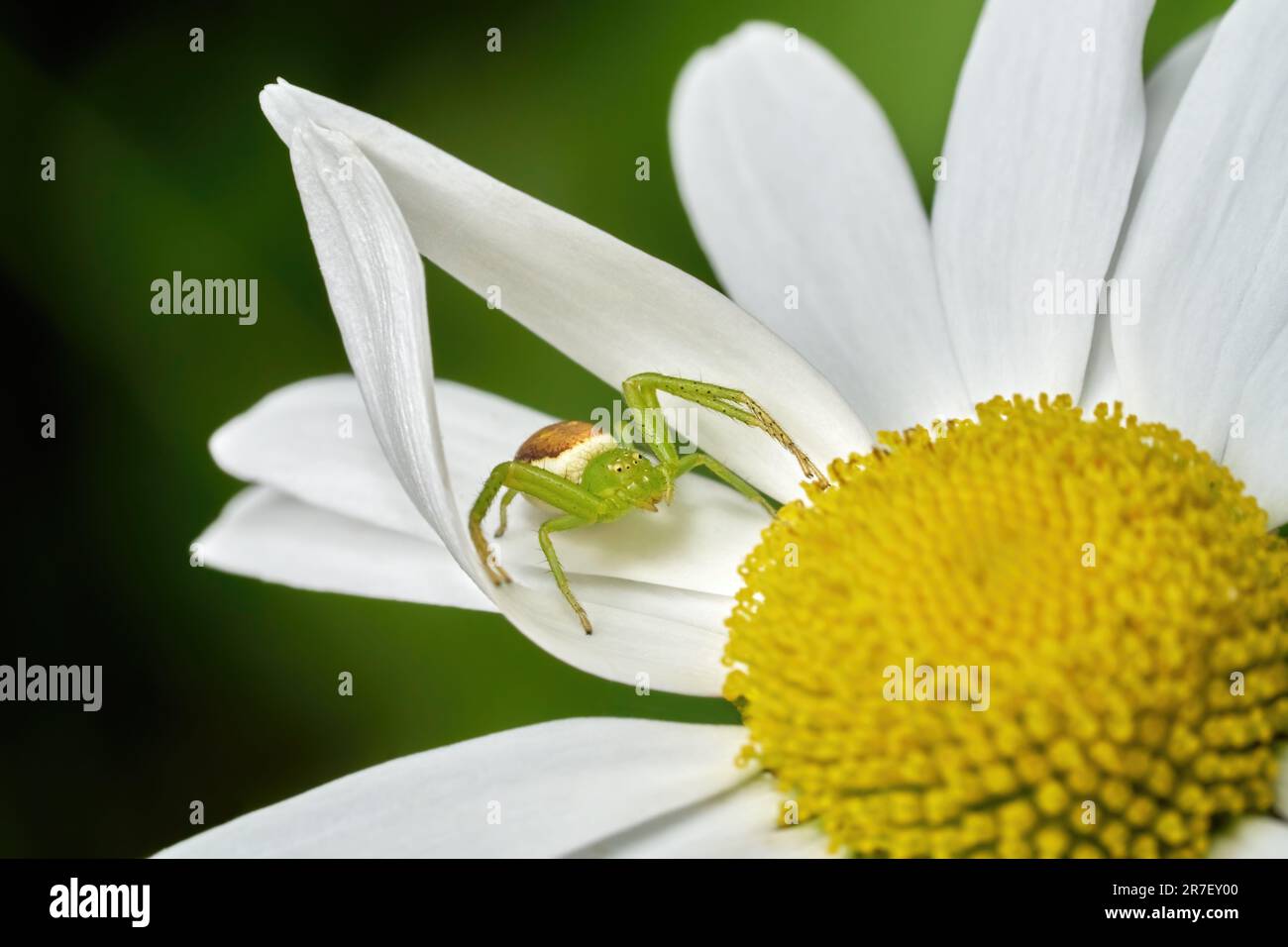 L'araignée de crabe vert (Diaea dorsata) se cache sur une pâquerette pour les proies Banque D'Images