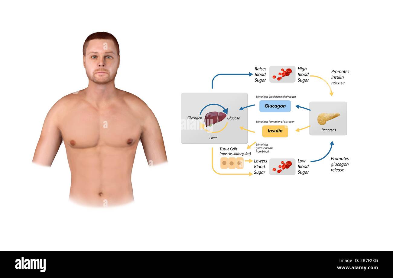 Illustration de la régulation de la glycémie. Schéma de cycle de processus étiqueté. Schéma éducatif du foie et du pancréas avec absorption et breakdow de stimulation du glucose Banque D'Images