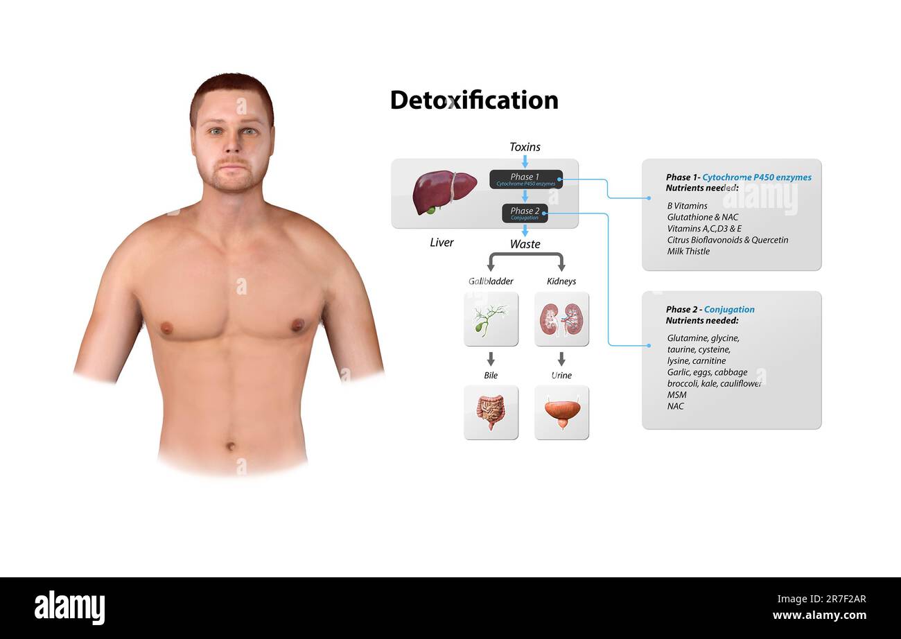 Toxines, foie. Processus de désintoxication et d'élimination. Entrer, sortir et stocker des toxines dans le corps humain. Une toxine est une substance toxique qui capab Banque D'Images