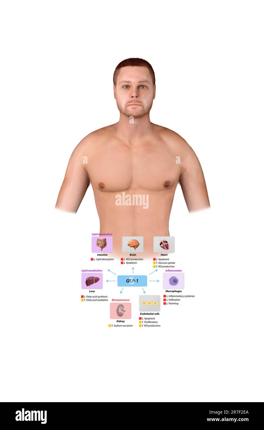 Peptide semblable au glucagon 1 GLP-1 prévient les complications macrovasculaires, les maladies coronariennes, , le métabolisme des lipides, l'inflammation de la pression artérielle, le monoxyde d'azote Banque D'Images
