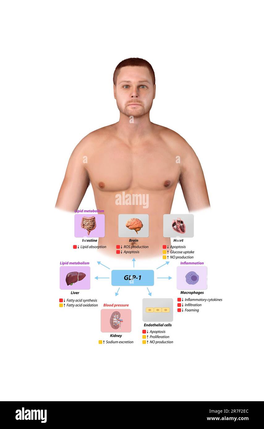 Peptide semblable au glucagon 1 GLP-1 prévient les complications macrovasculaires, les maladies coronariennes, , le métabolisme des lipides, l'inflammation de la pression artérielle, le monoxyde d'azote Banque D'Images