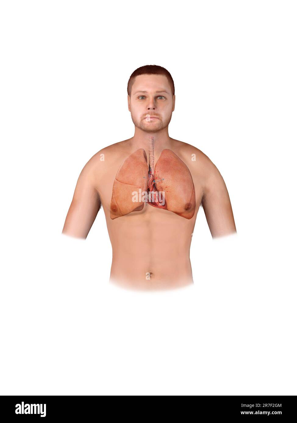 anatomie du cœur humain. Schéma pédagogique montrant le flux sanguin avec les parties principales étiquetées 3D rendu Banque D'Images