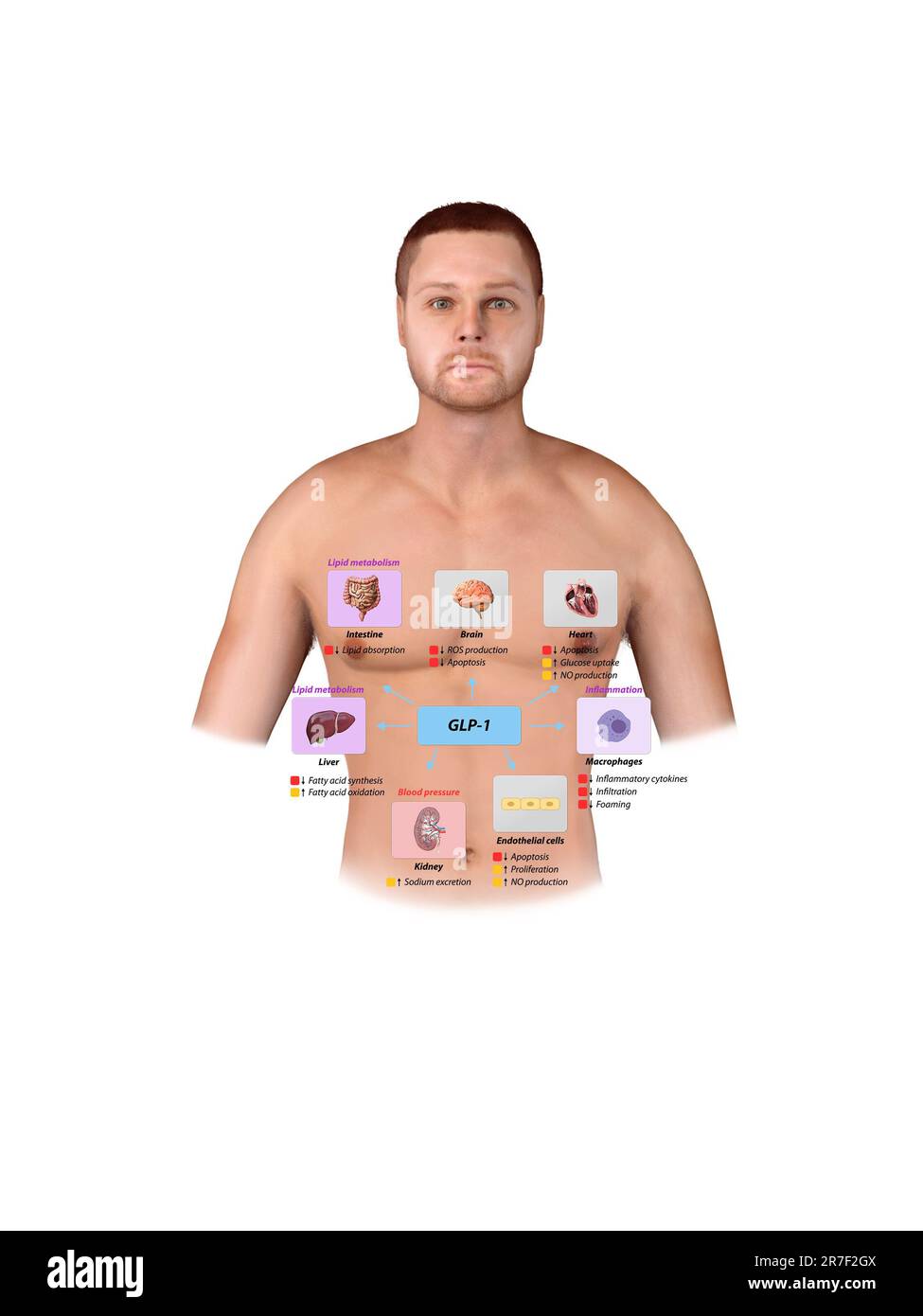 Peptide semblable au glucagon 1 GLP-1 prévient les complications macrovasculaires, les maladies coronariennes, , le métabolisme des lipides, l'inflammation de la pression artérielle, le monoxyde d'azote Banque D'Images