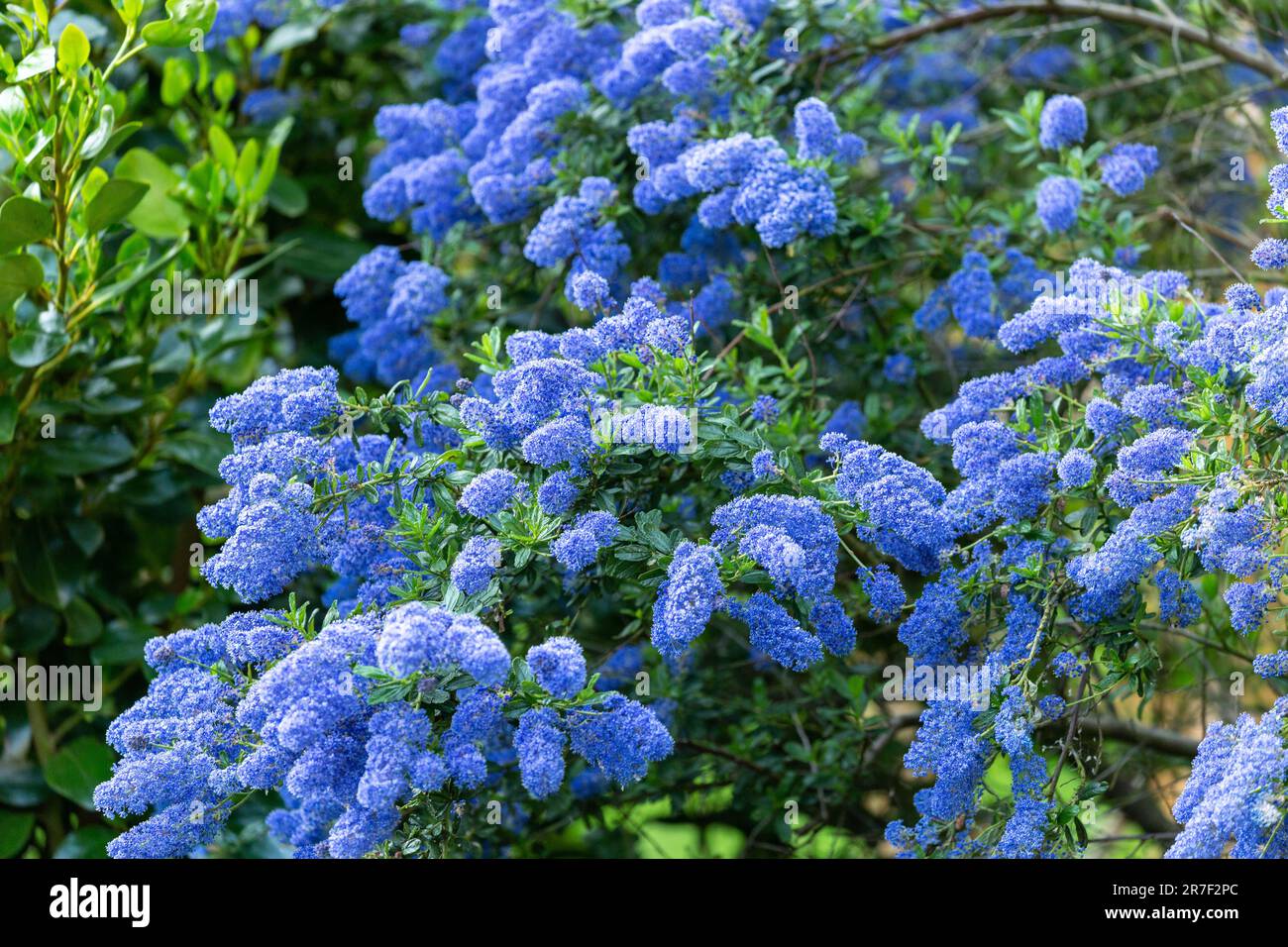 ceanothus également connu sous le nom de lilas de Californie ou lilas de Californie Banque D'Images