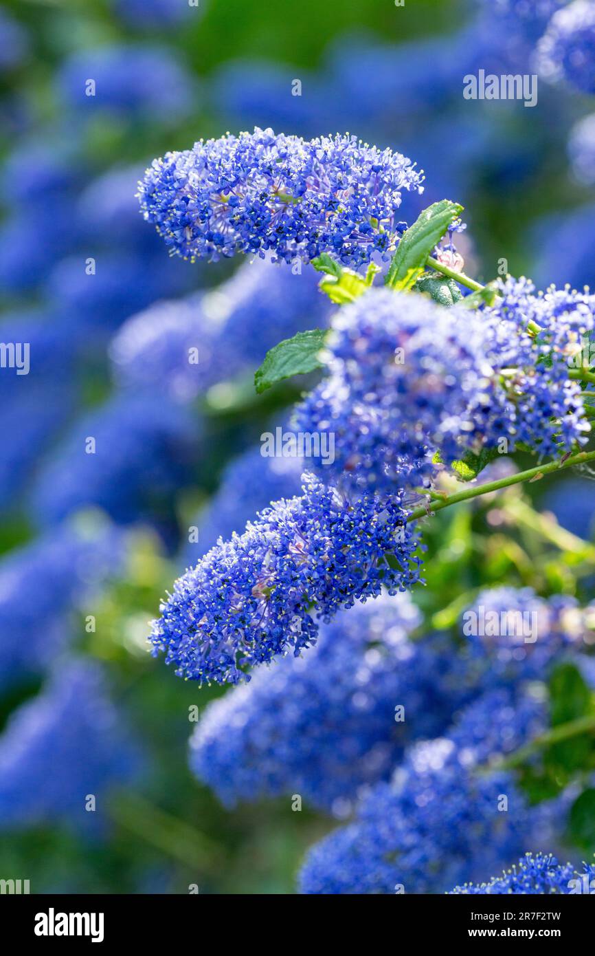 ceanothus également connu sous le nom de lilas de Californie ou lilas de Californie Banque D'Images