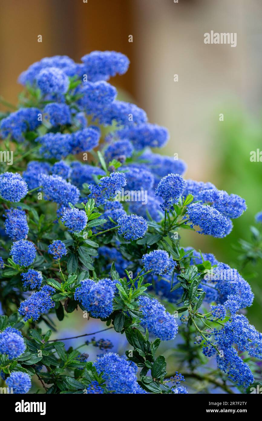 ceanothus également connu sous le nom de lilas de Californie ou lilas de Californie Banque D'Images