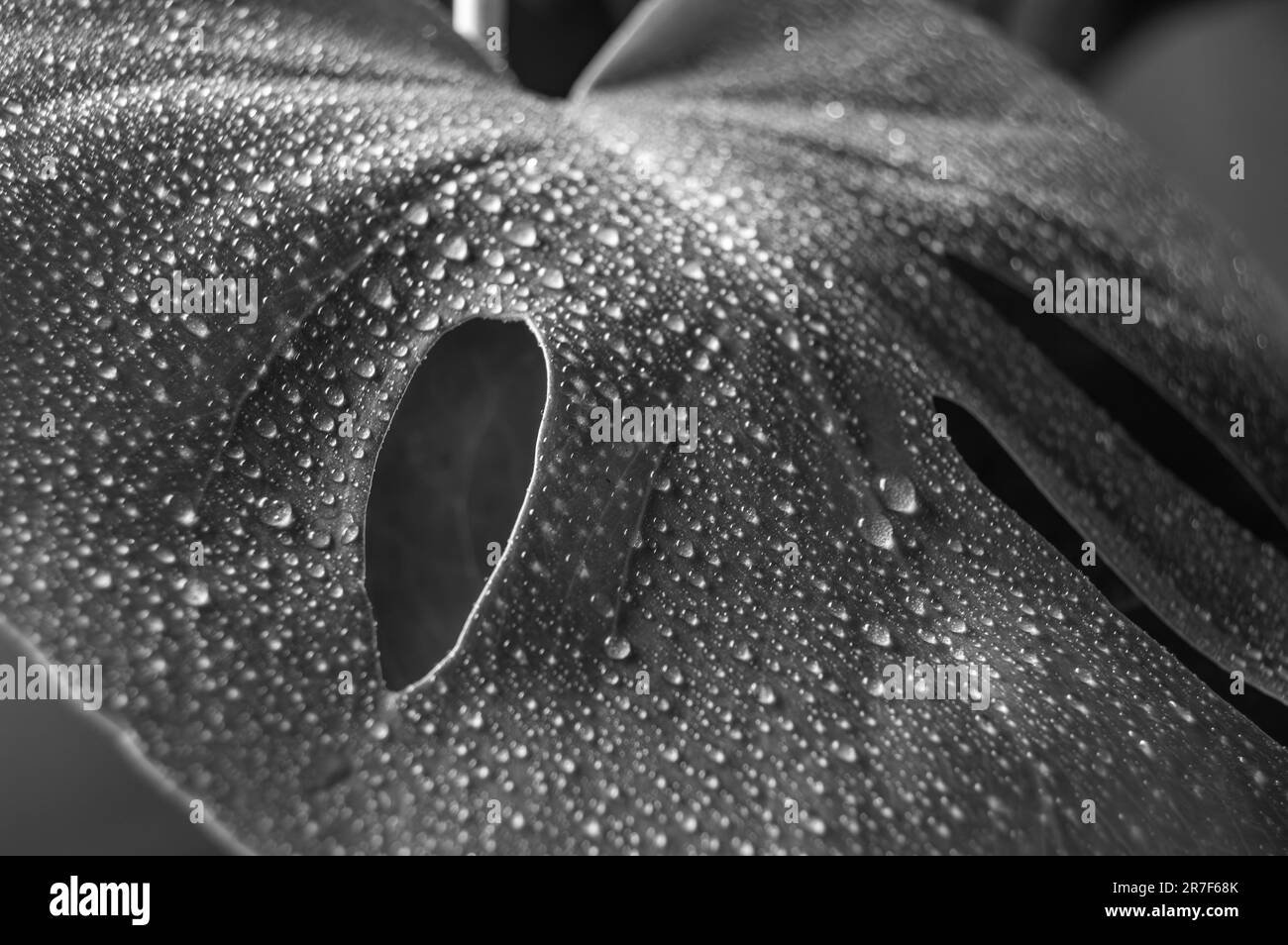 Monstera deliciosa feuille gros plan noir et blanc maison photographie Banque D'Images Monstera deliciosa feuille gros plan noir et blanc maison photographie Banque D'Images
