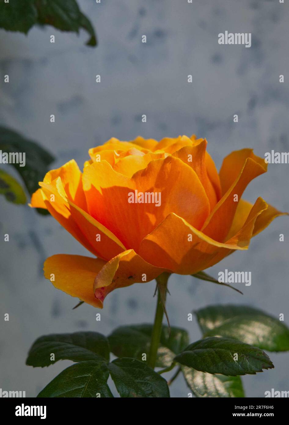 Gros plan de rose orange jaune en fleur. Banque D'Images