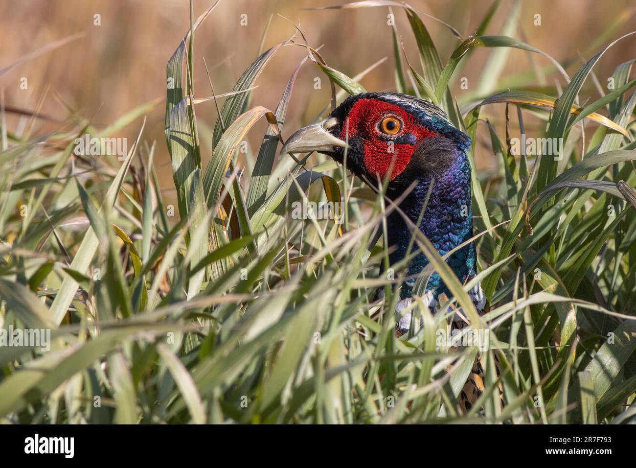 Un oiseau Pheasant chinois solitaire perché dans un grand champ d'herbe Banque D'Images