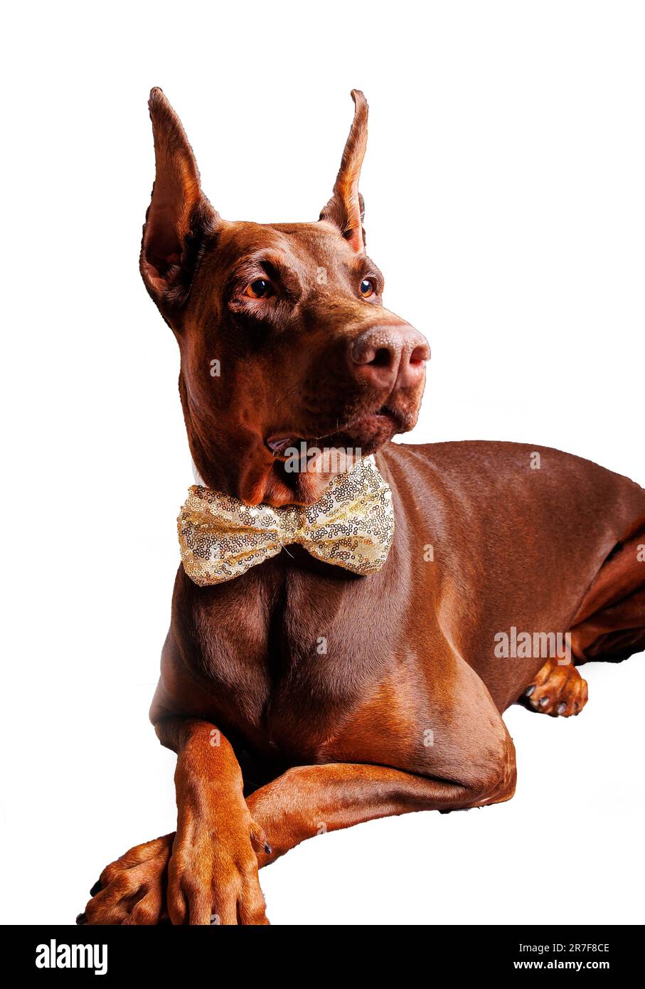 Photo de chien marron Dobermann en studio Banque D'Images