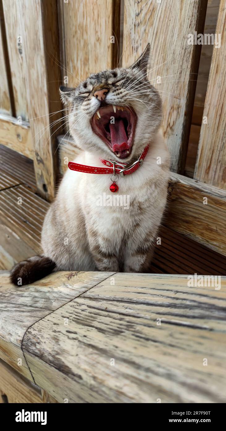 Un adorable chat blanc et noir est perché sur un banc en bois, avec sa  bouche largement ouverte dans une expression ludique Photo Stock - Alamy