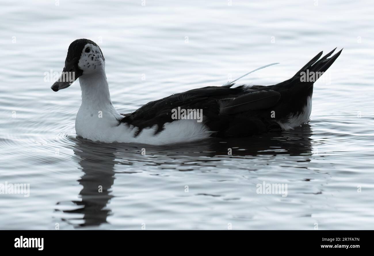 Un oiseau originaire de Nouvelle-Zélande brun, nageant dans un bassin peu profond d'eau bleue claire Banque D'Images