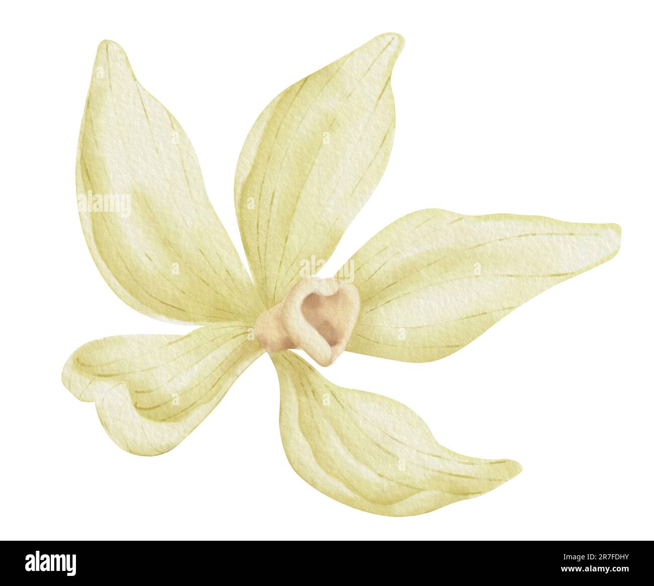 Fleur de vanille. Aquarelle illustration faite à la main de l'épice alimentaire à base de plantes sur fond blanc isolé. Dessin d'orchidée beige en fleurs pour l'huile essentielle ou cosmétique naturelle. Ingrédient aromatique. Banque D'Images
