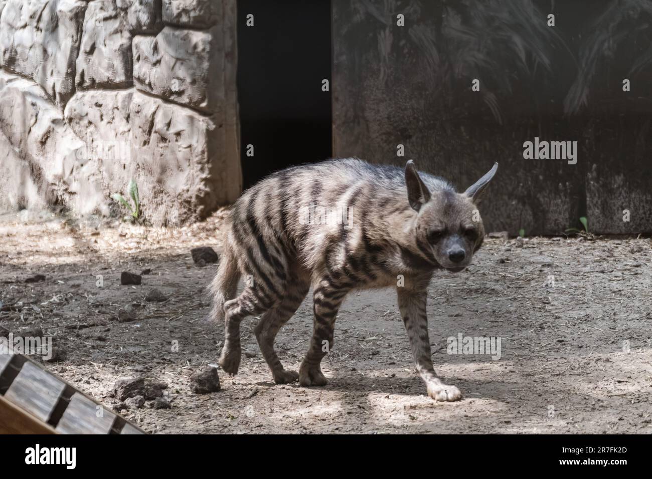 Hyène noire marchant dans la volière dans le zoo. Réservation d'animaux sauvages Banque D'Images