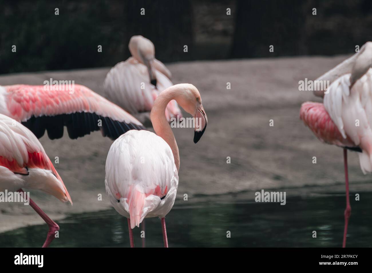 Groupe d'oiseaux à gué de flamants roses près d'un étang avec un fond flou Banque D'Images