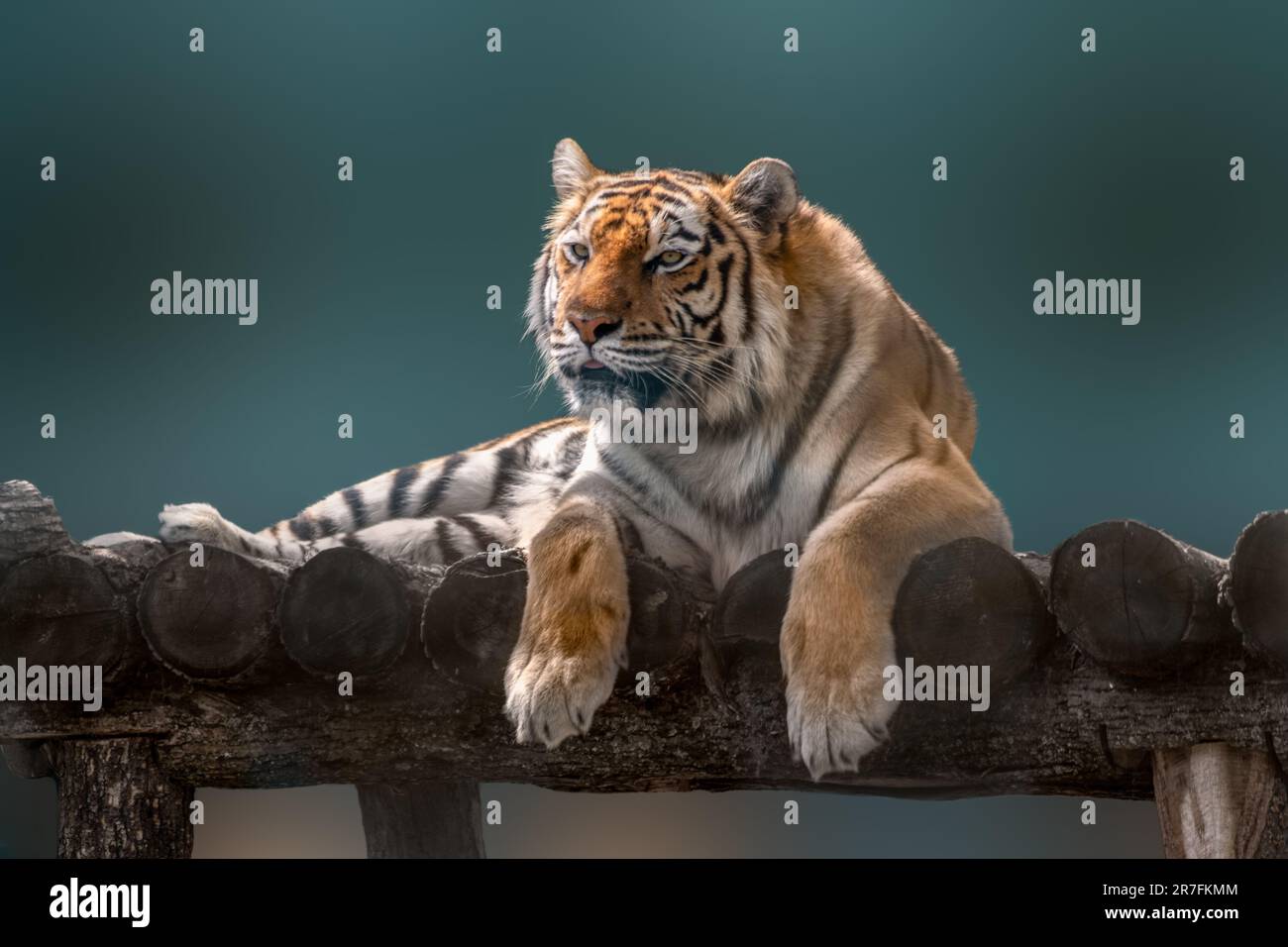 Tigre de Sibérie ou d'Amour avec bandes noires couchée sur une terrasse en bois. Vue portrait avec arrière-plan vert flou. Observation des animaux sauvages, gros chat Banque D'Images