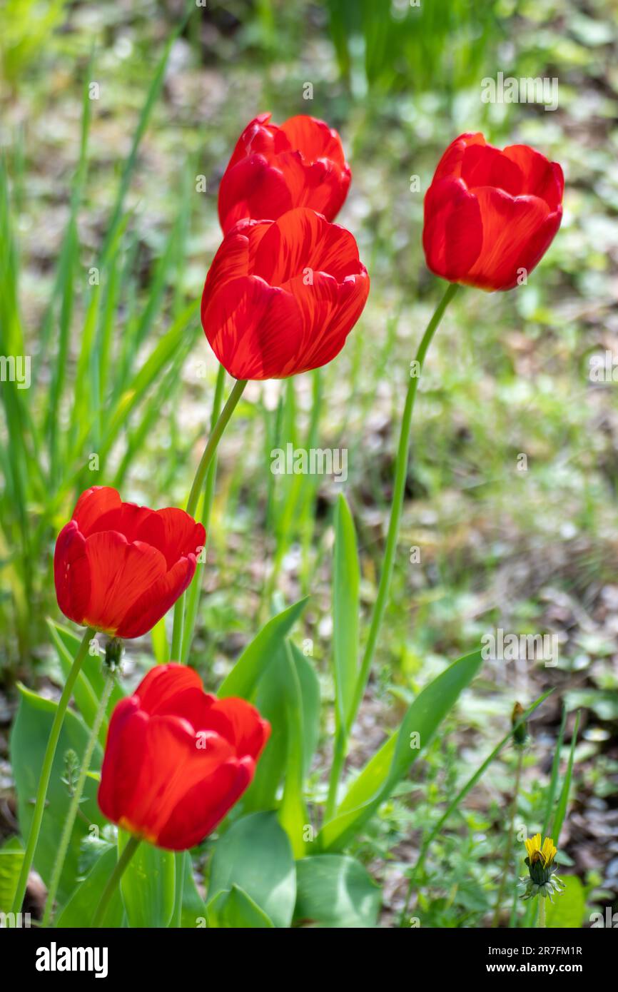 Fleurs de tulipe rouge gros plan, fleur de printemps avec fond de bokeh de prairie vert flou. Feuillage botanique romantique avec mise au point sélective Banque D'Images