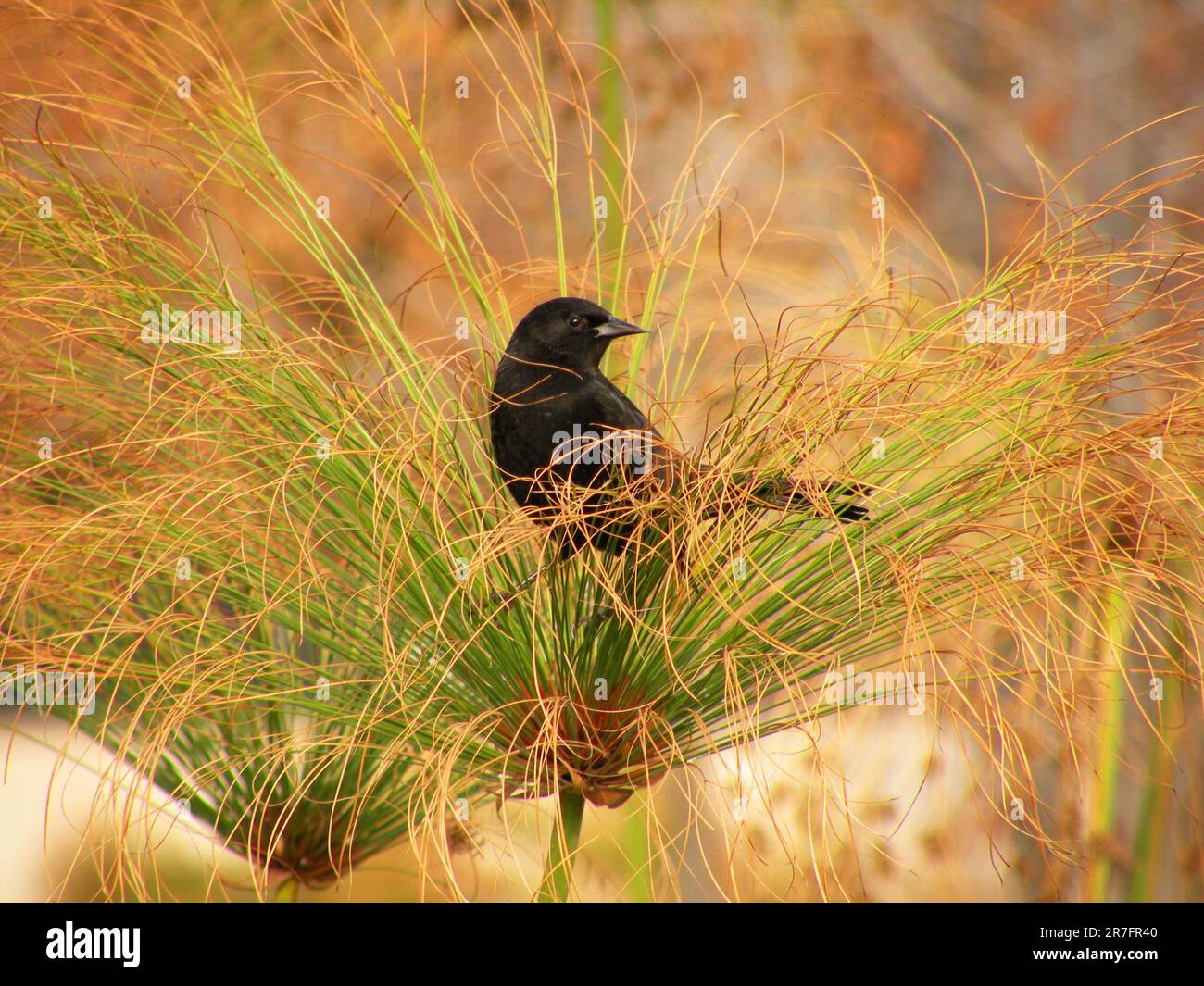 Oiseau trile mâle Photo Stock - Alamy