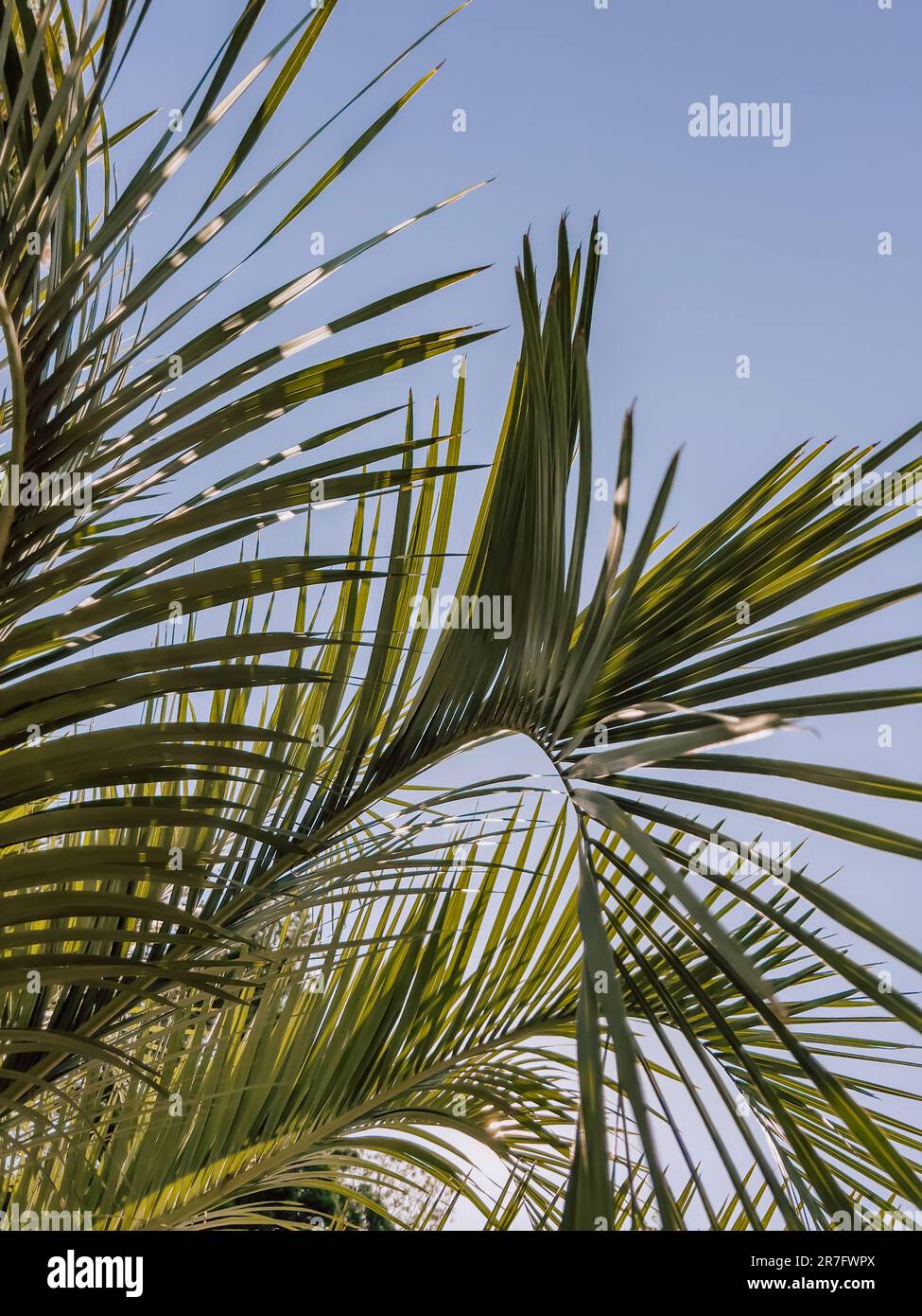 Le palmier laisse le ciel bleu sur fond ensoleillé, en été Banque D'Images