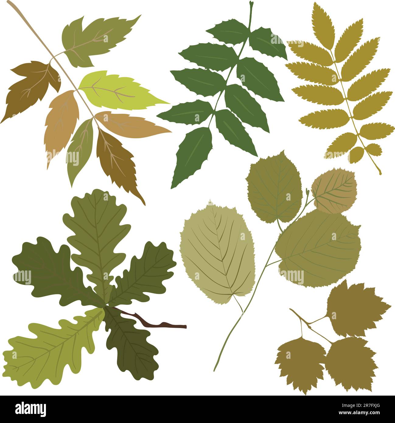 Feuilles Illustration de Vecteur