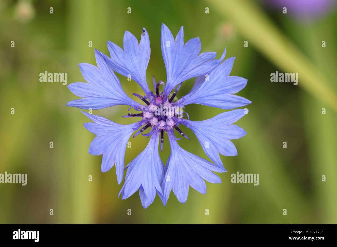 Gros plan d'une fleur bleue de Centaurea cyanus sur un fond vert flou, vue d'en haut Banque D'Images