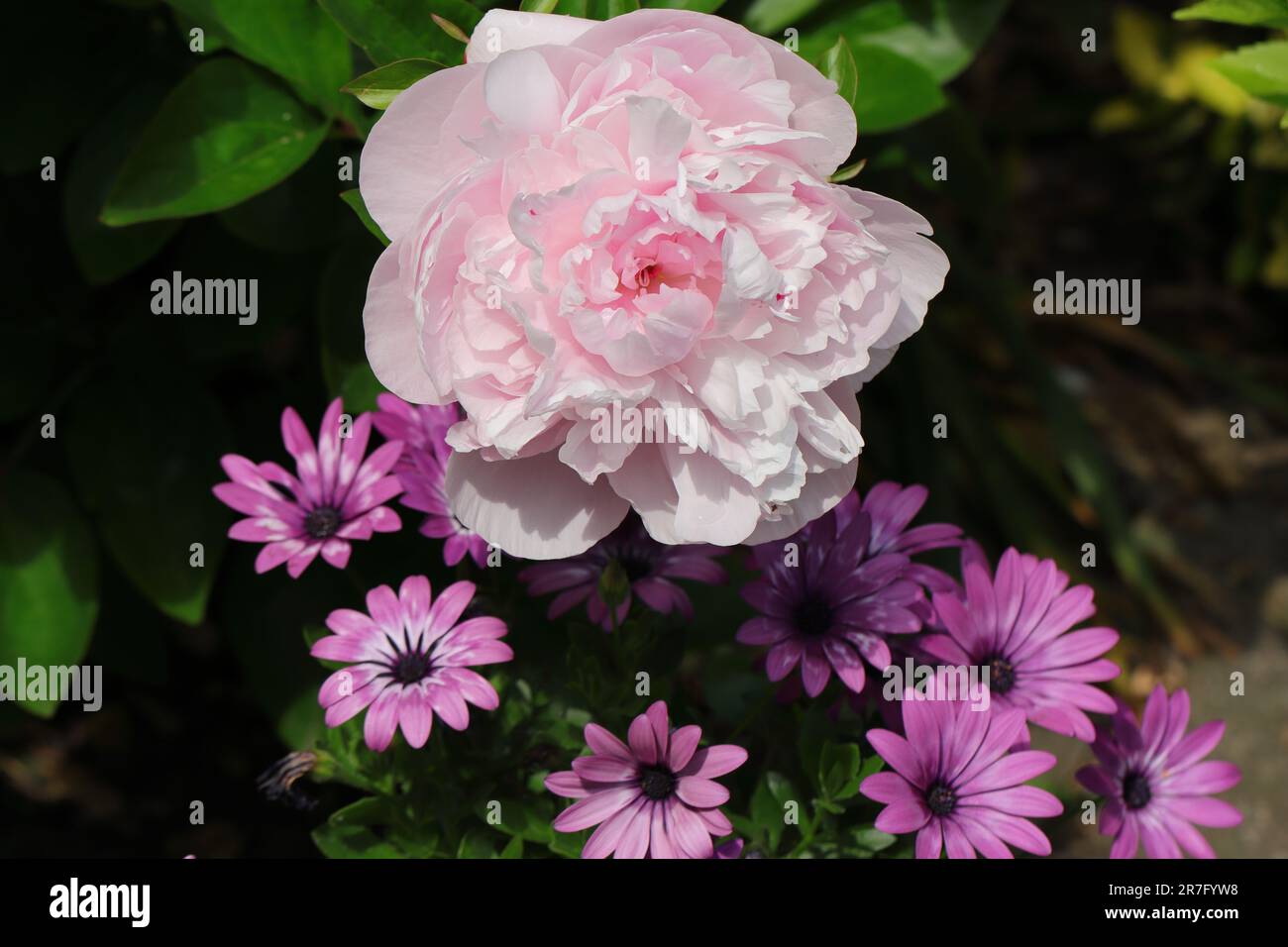 Gros plan d'une belle fleur rose clair de Paeonia lactiflora en combinaison avec des fleurs d'ostéospermum pourpres Banque D'Images