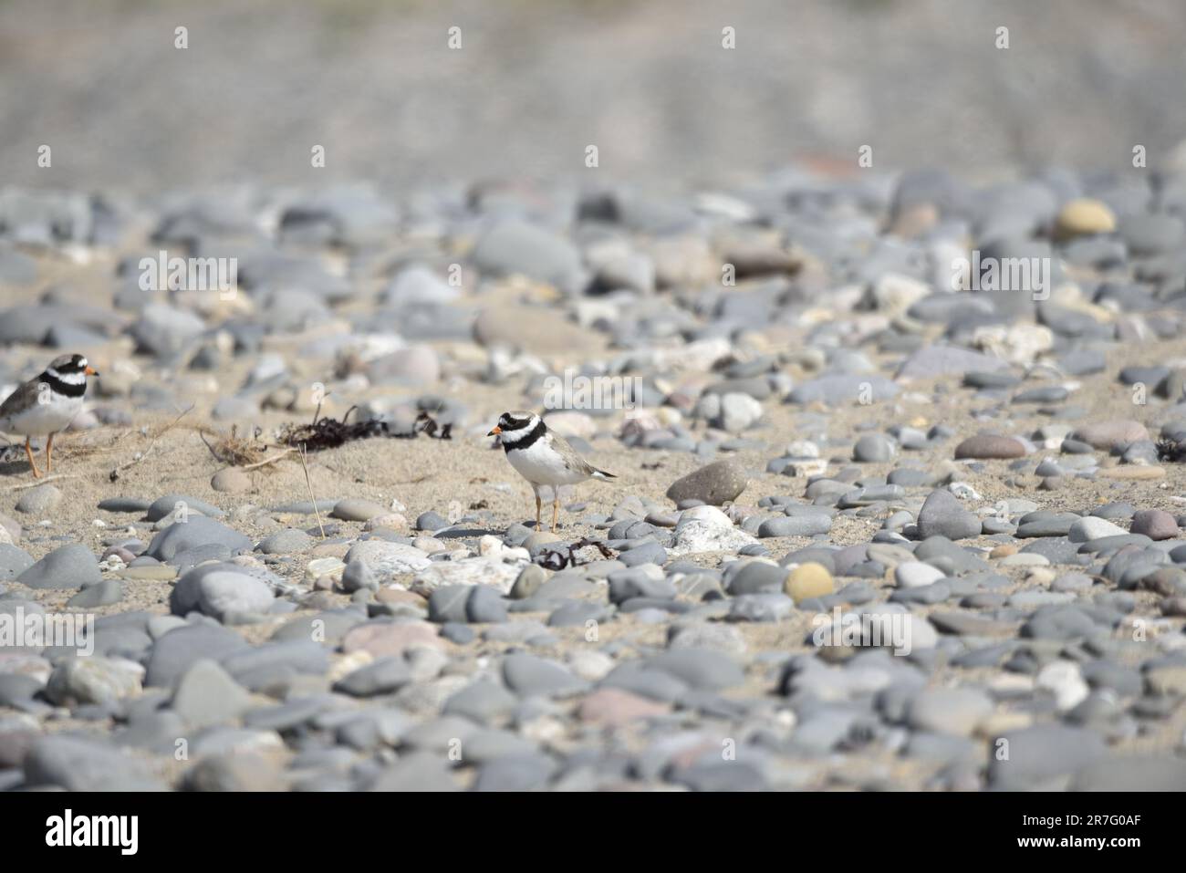 Pluvier à anneaux (Charadrius hiaticula) marcher de droite à gauche à travers une plage de galets Sunny sur l'île de Man, Royaume-Uni en mai Banque D'Images