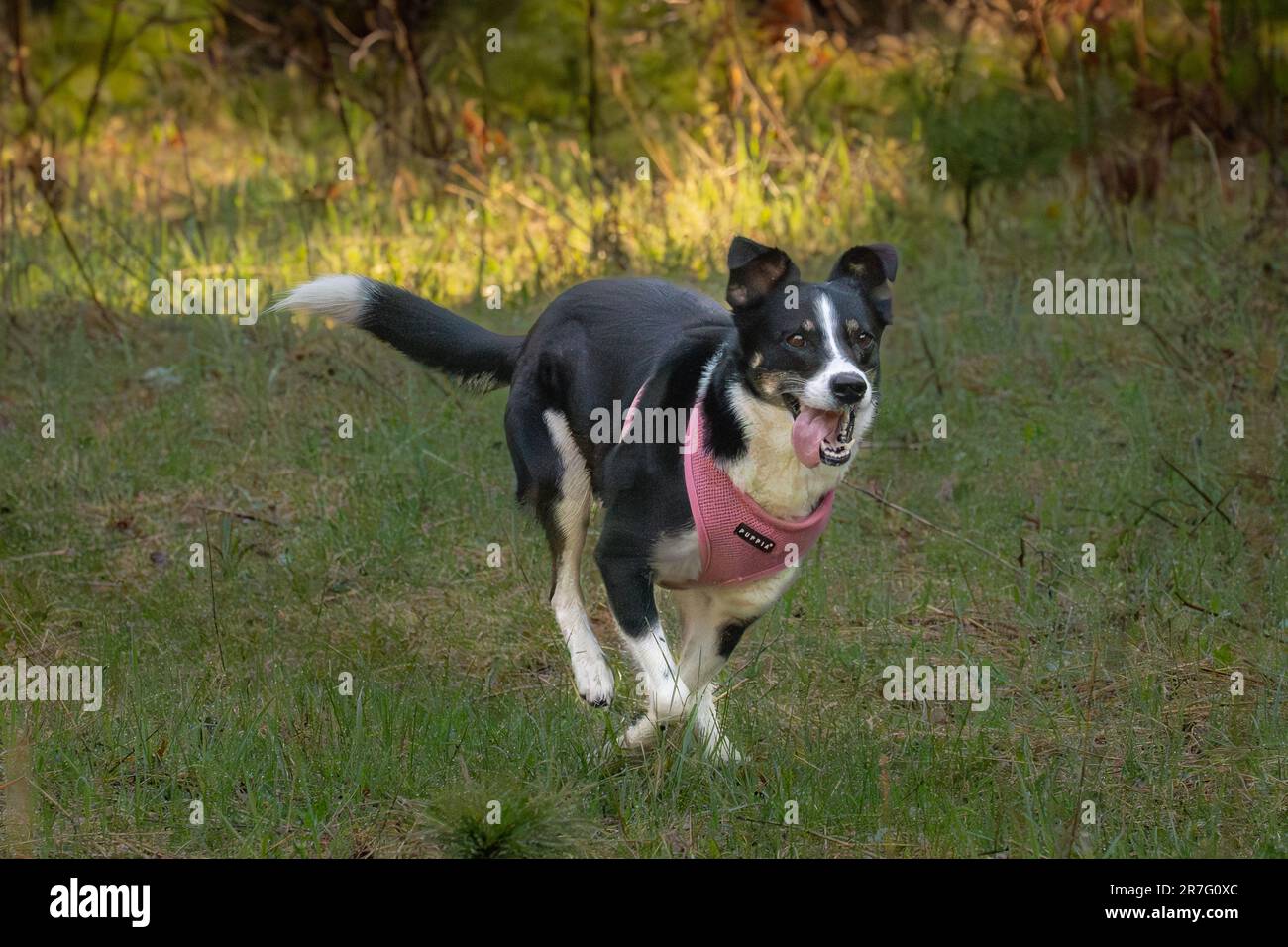 Le Border Collie est une race de chien d'élevage considérée comme la race de chien la plus intelligente. Ils ont également besoin de beaucoup d'activité physique. Banque D'Images