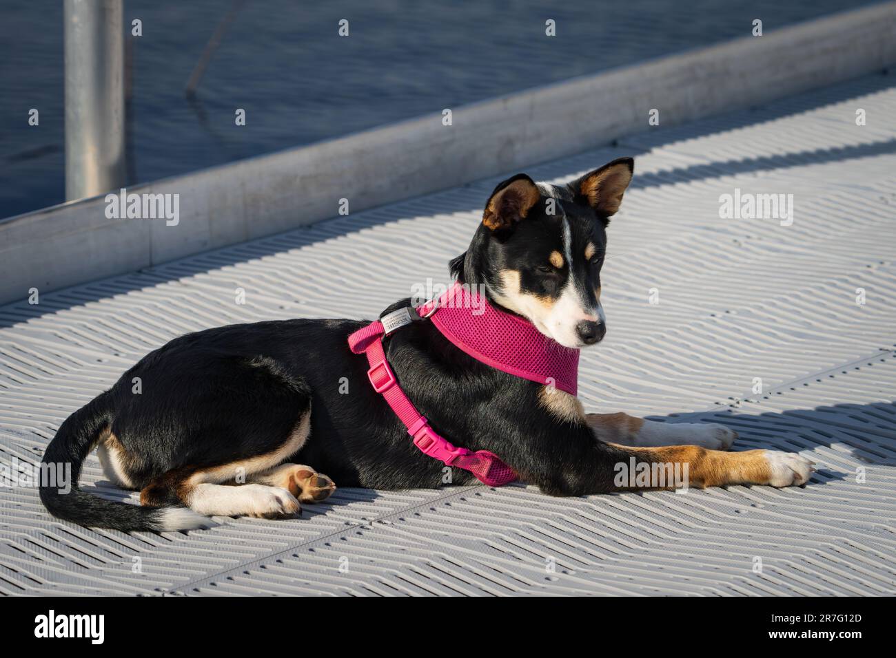 Le Border Collie est une race de chien d'élevage considérée comme la race de chien la plus intelligente. Ils ont également besoin de beaucoup d'activité physique. Banque D'Images