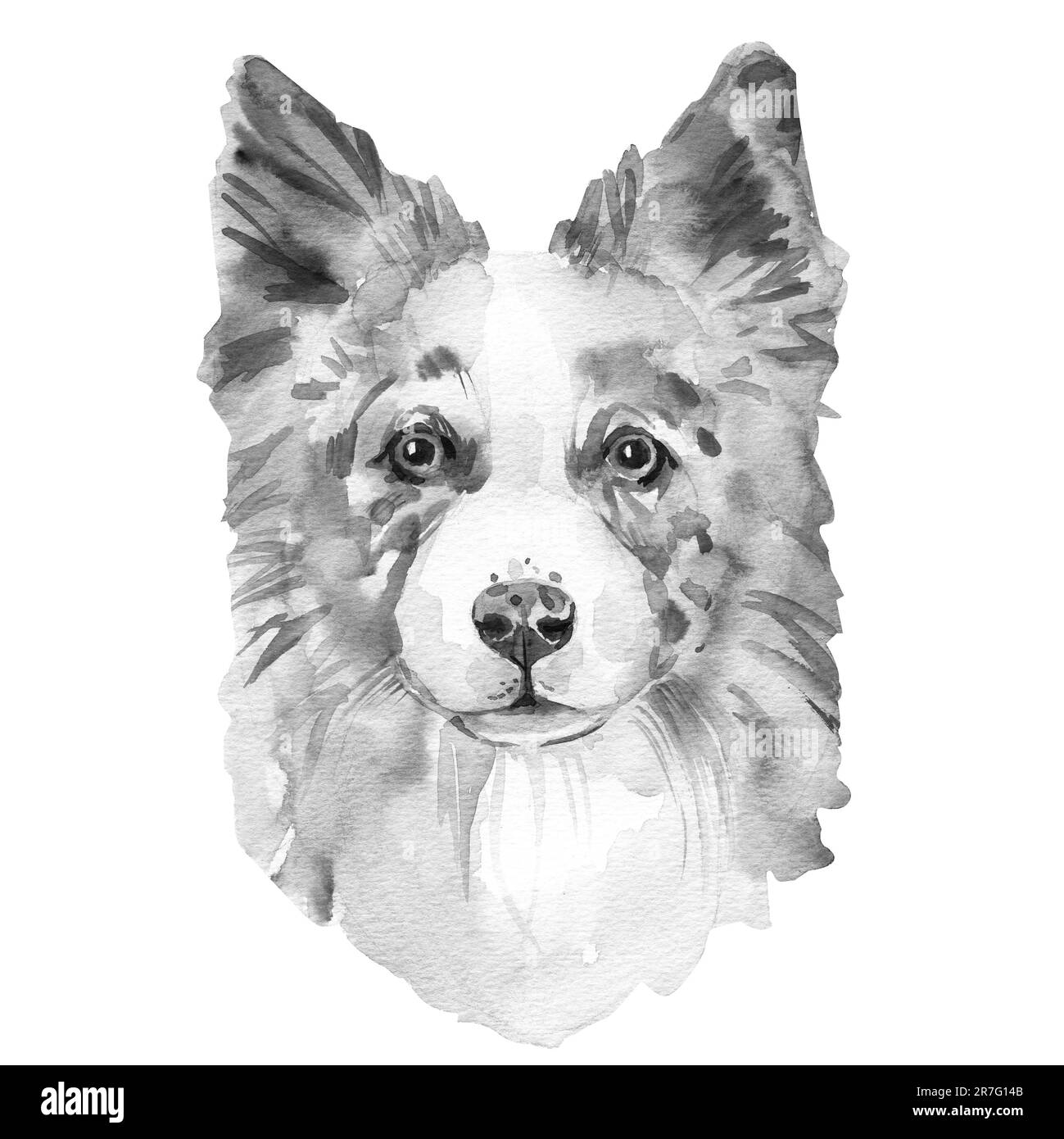Frontière Collie. Chien portrait. Illustration aquarelle dessinée à la main. Banque D'Images