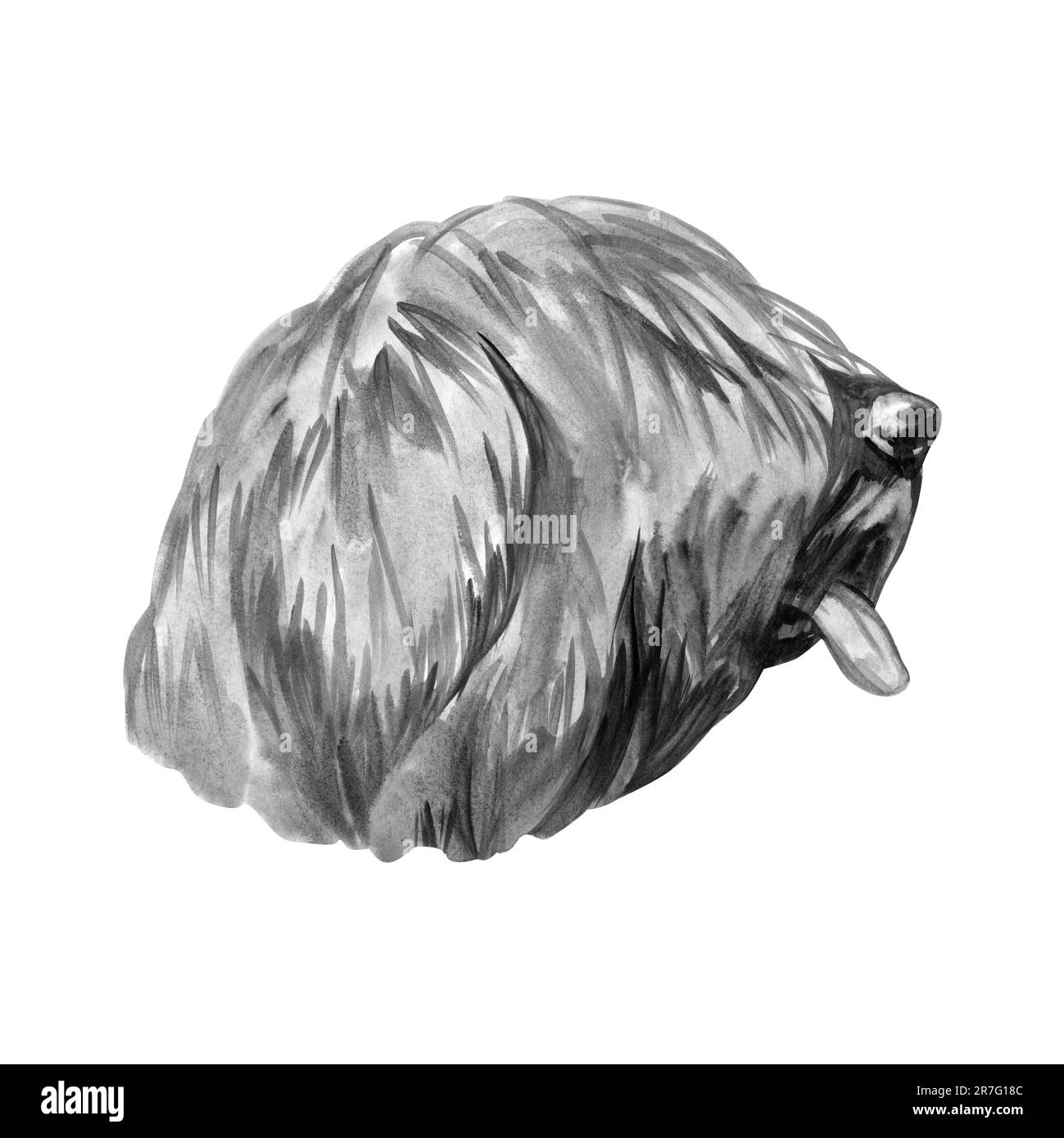 Chien de Briard race isolée sur fond blanc aquarelle illustration d'art. Chien de troupeau, originaire de France Banque D'Images