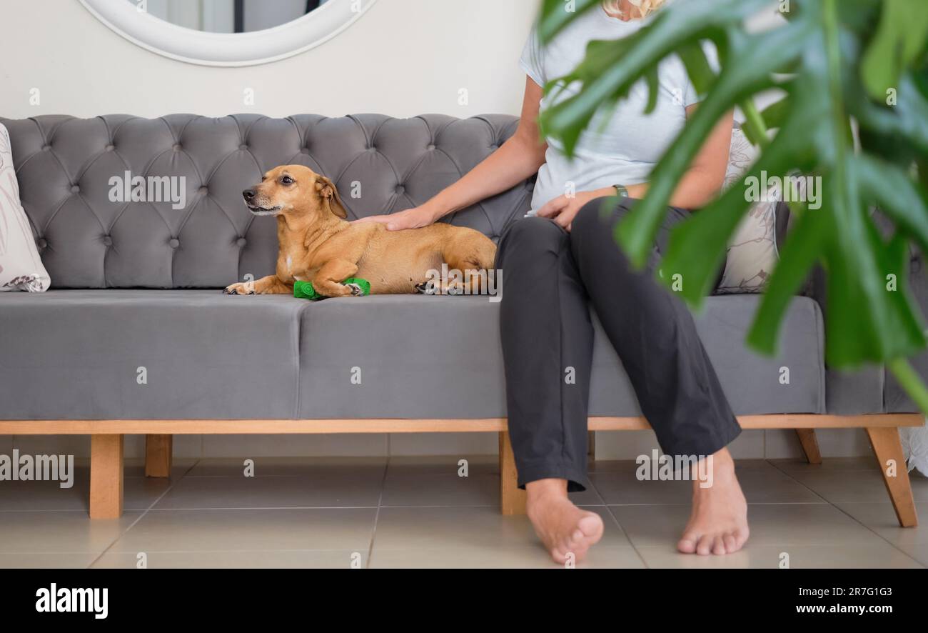Une femme blonde dans un pantalon noir est assise sur le canapé et les animaux de compagnie un dachshund se reposant à proximité, les animaux de compagnie, les soins et les soins Banque D'Images