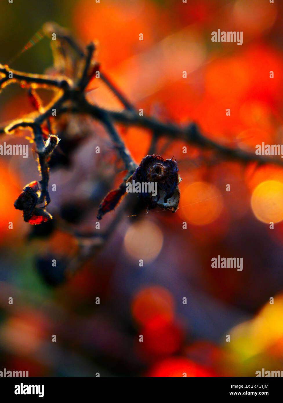 Photographie en gros plan d'une branche d'arbre abîmée avec une fleur séchée Banque D'Images