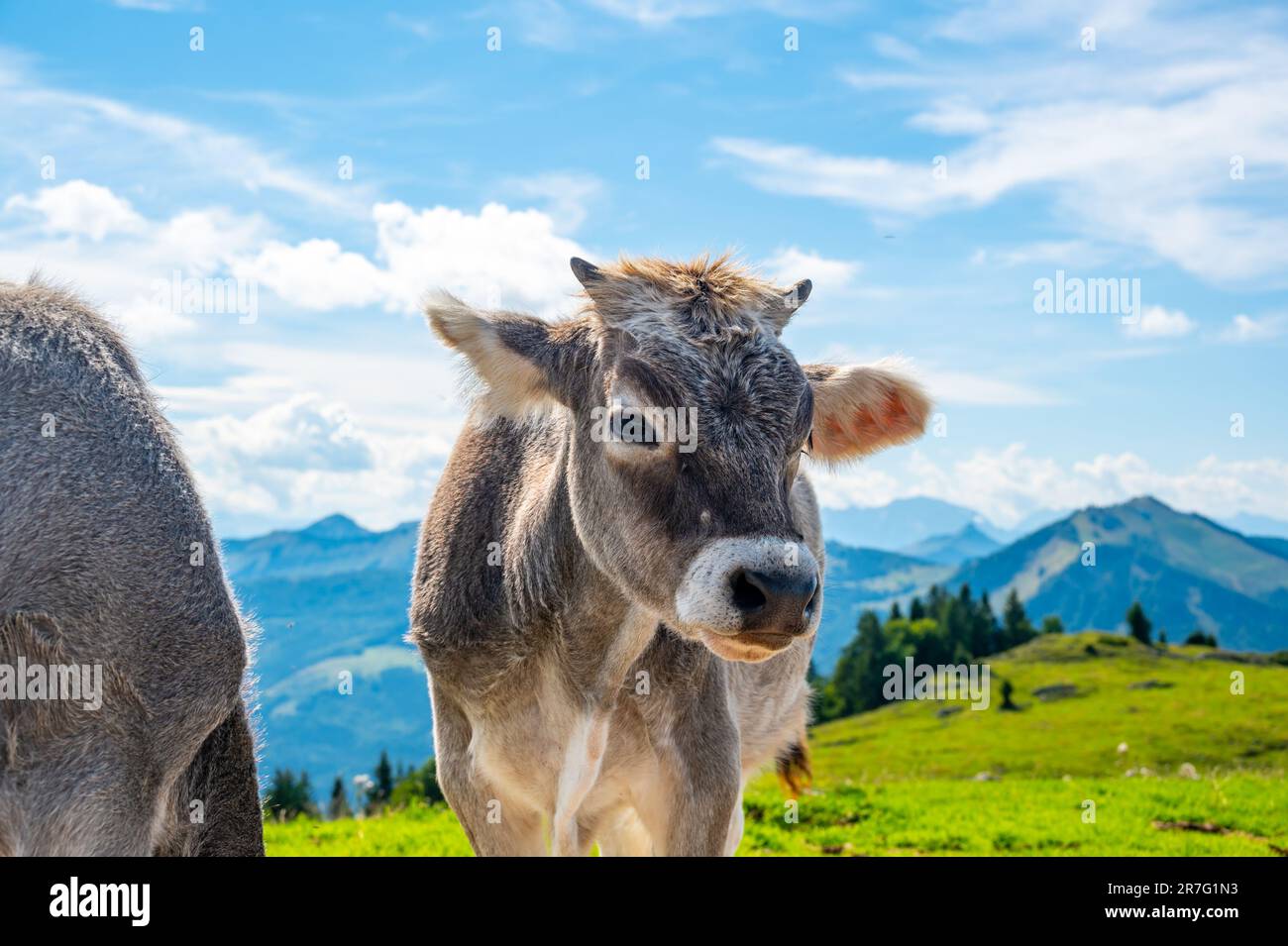 Vaches sur la prairie des Alpes en Autriche, près de la colline de Schafberg. Les vaches regardent le lac de loin. Banque D'Images