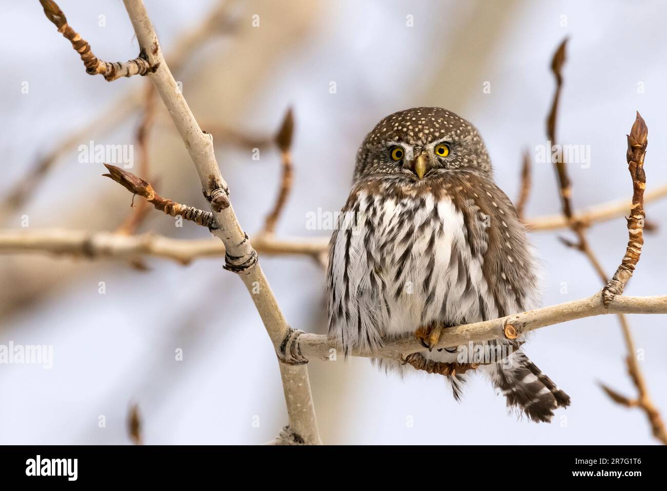 Amérique du Nord ; United States ; Montana ; faune ; oiseaux ; ; prédateurs ; la Chouette naine Glaucidium gnoma Banque D'Images