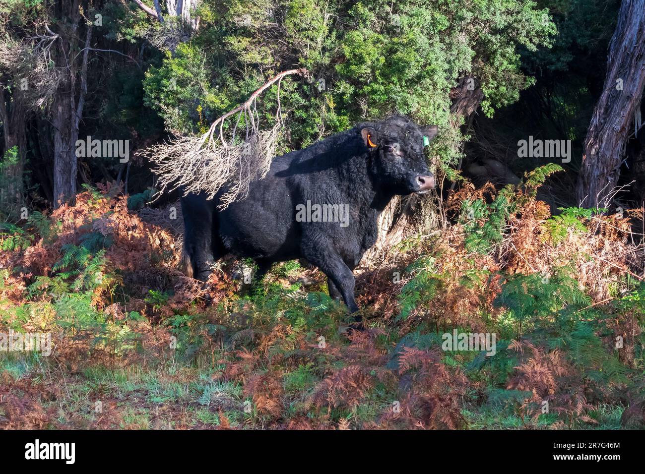 Photographie d'une grande vache à taureau noire sauvage dans une forêt verte luxuriante sur King Island, dans le détroit de Bass, en Tasmanie, en Australie Banque D'Images