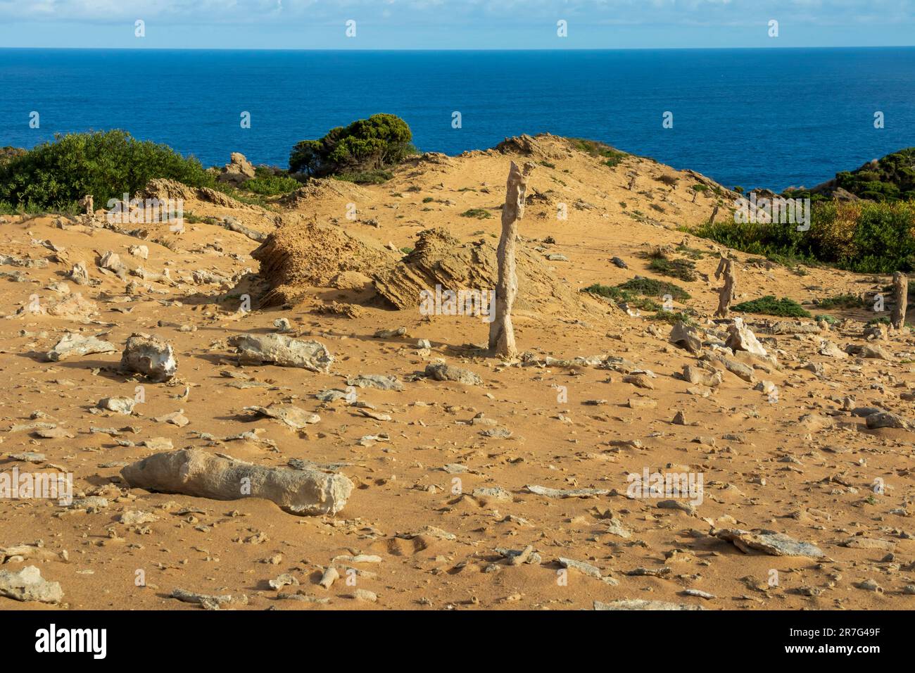 Photographie des éléments calcaires de la forêt historique calcifiée de King Island, dans le détroit de Bass, en Tasmanie, en Australie Banque D'Images