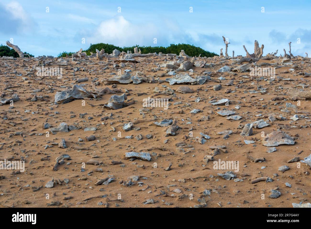 Photographie des éléments calcaires de la forêt historique calcifiée de King Island, dans le détroit de Bass, en Tasmanie, en Australie Banque D'Images