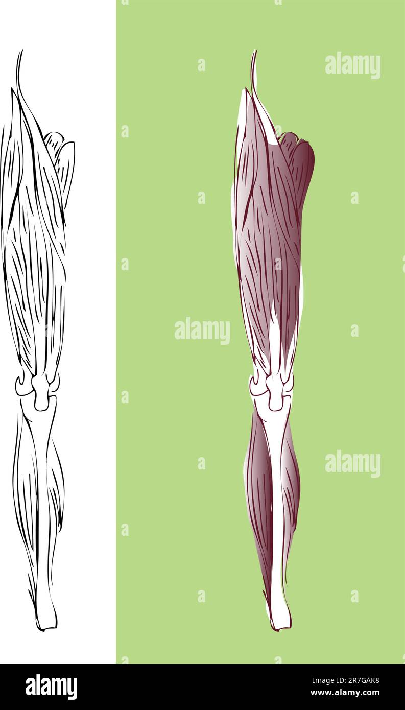 Système musculaire anatomique de la jambe Illustration de Vecteur