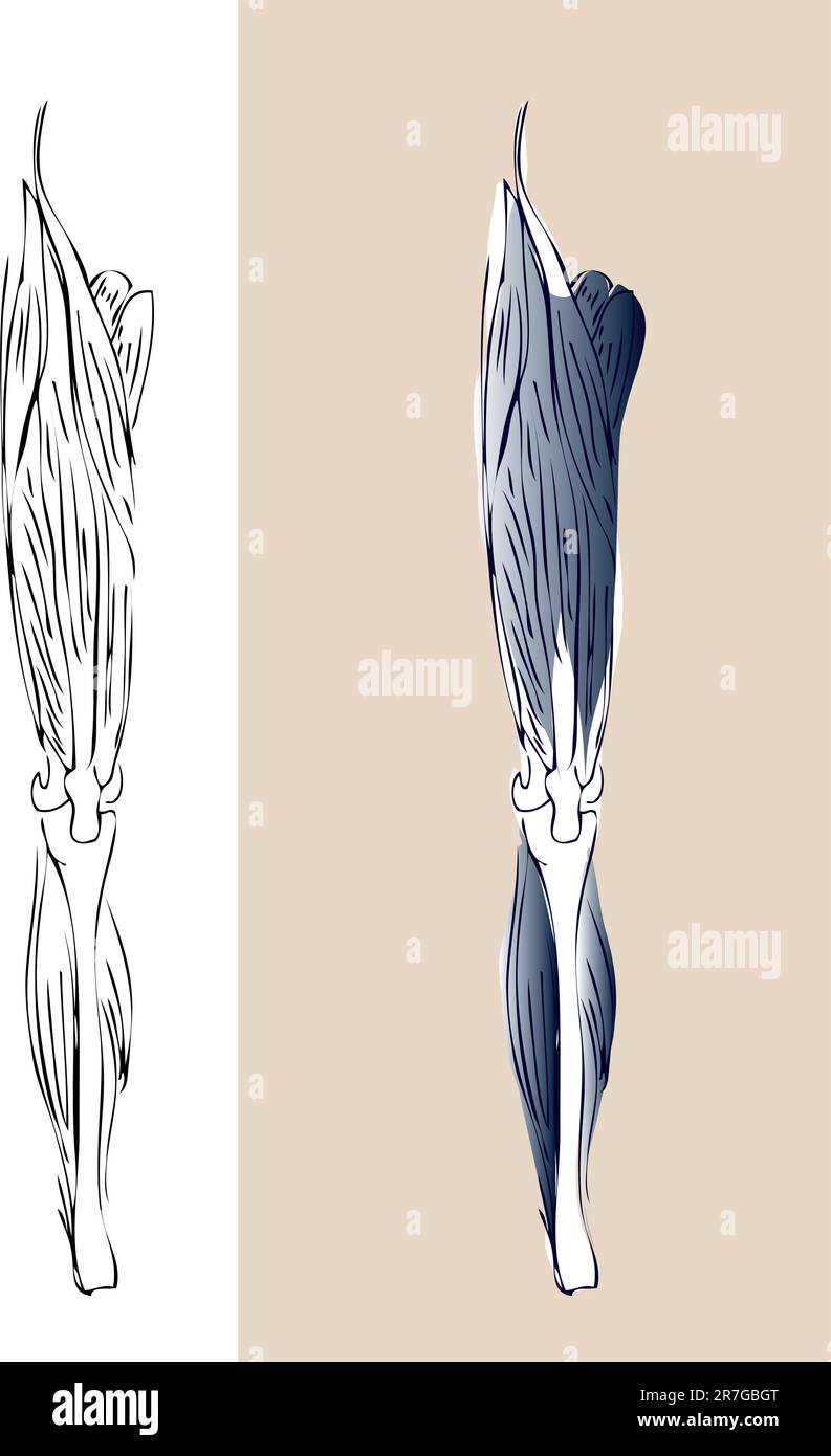 Système musculaire anatomique de la jambe Illustration de Vecteur